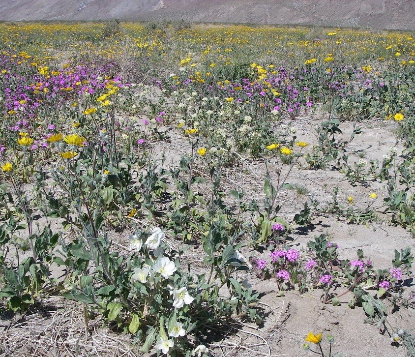 borrego052.jpg