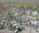 borrego052_small.jpg