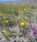 borrego053_small.jpg
