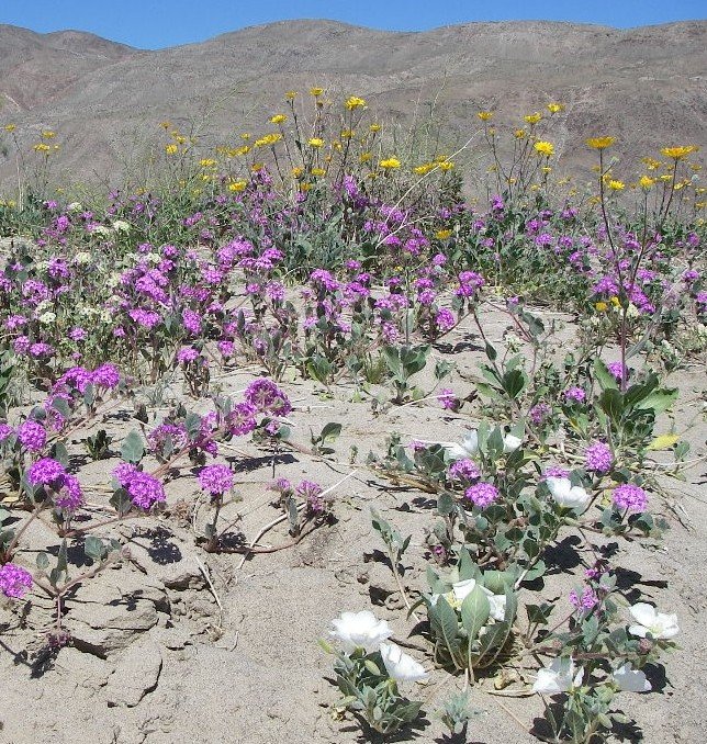 borrego054.jpg