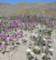 borrego054_small.jpg