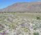 borrego055_small.jpg