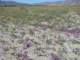 borrego056_small.jpg