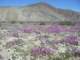 borrego057_small.jpg