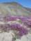 borrego058_small.jpg