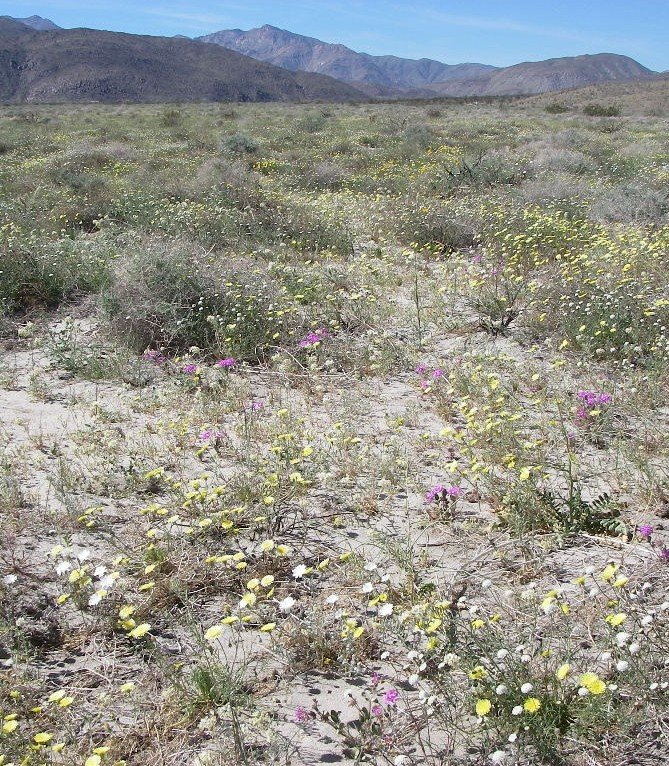 borrego059.jpg