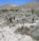 borrego060_small.jpg