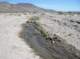 borrego061_small.jpg