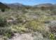 borrego062_small.jpg