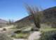 borrego064_small.jpg