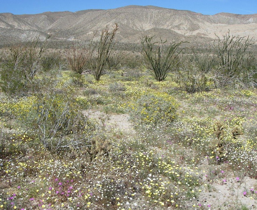 borrego065.jpg