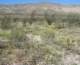 borrego065_small.jpg