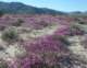 borrego068_small.jpg