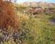 borrego072_small.jpg
