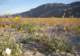 borrego074_small.jpg
