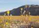 borrego075_small.jpg