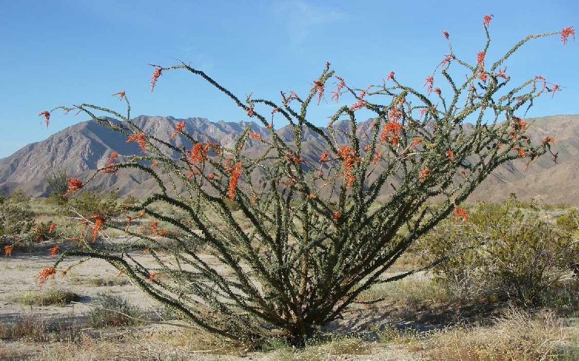 borrego077.jpg