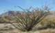 borrego077_small.jpg