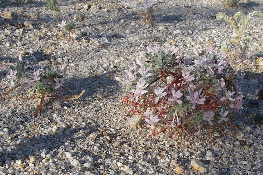 borrego078.jpg
