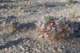 borrego078_small.jpg