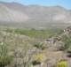 borrego081_small.jpg