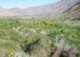 borrego082_small.jpg