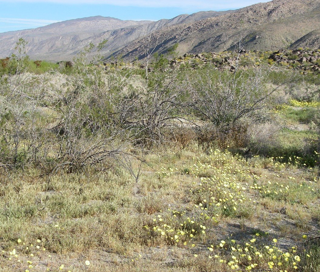 borrego088.jpg