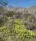 borrego089_small.jpg