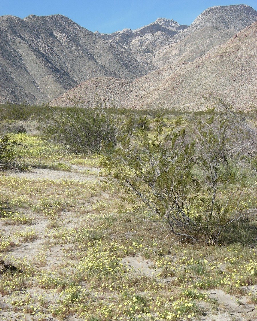 borrego090.jpg