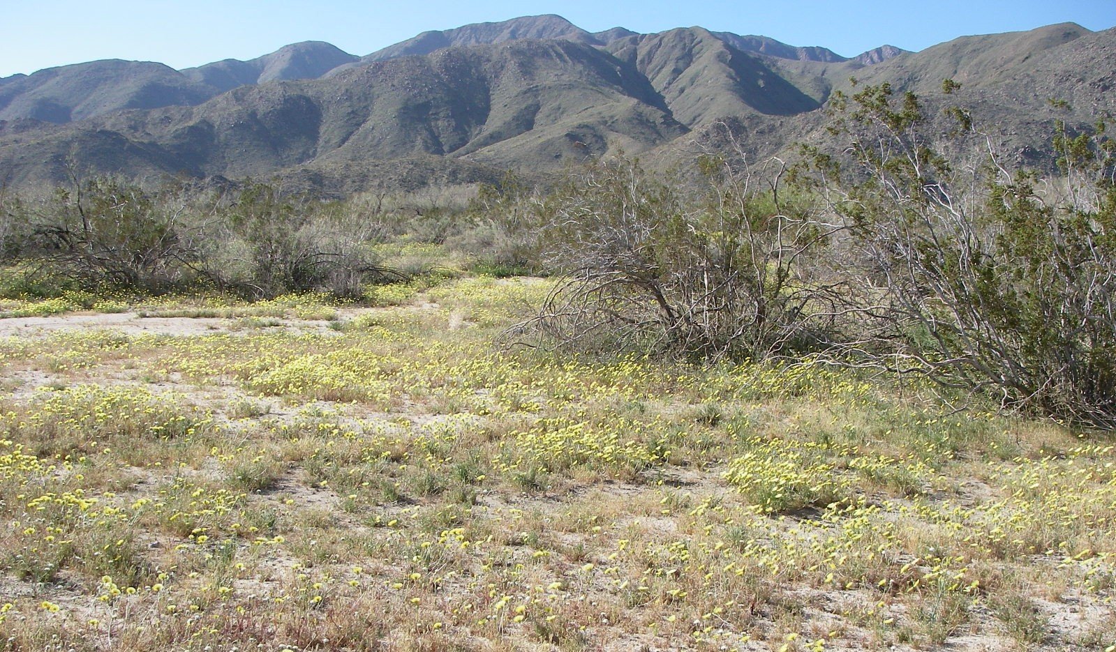 borrego091.jpg