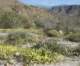 borrego093_small.jpg