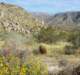 borrego095_small.jpg