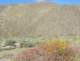 borrego096_small.jpg