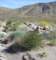 borrego097_small.jpg