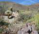 borrego098_small.jpg
