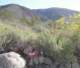 borrego099_small.jpg