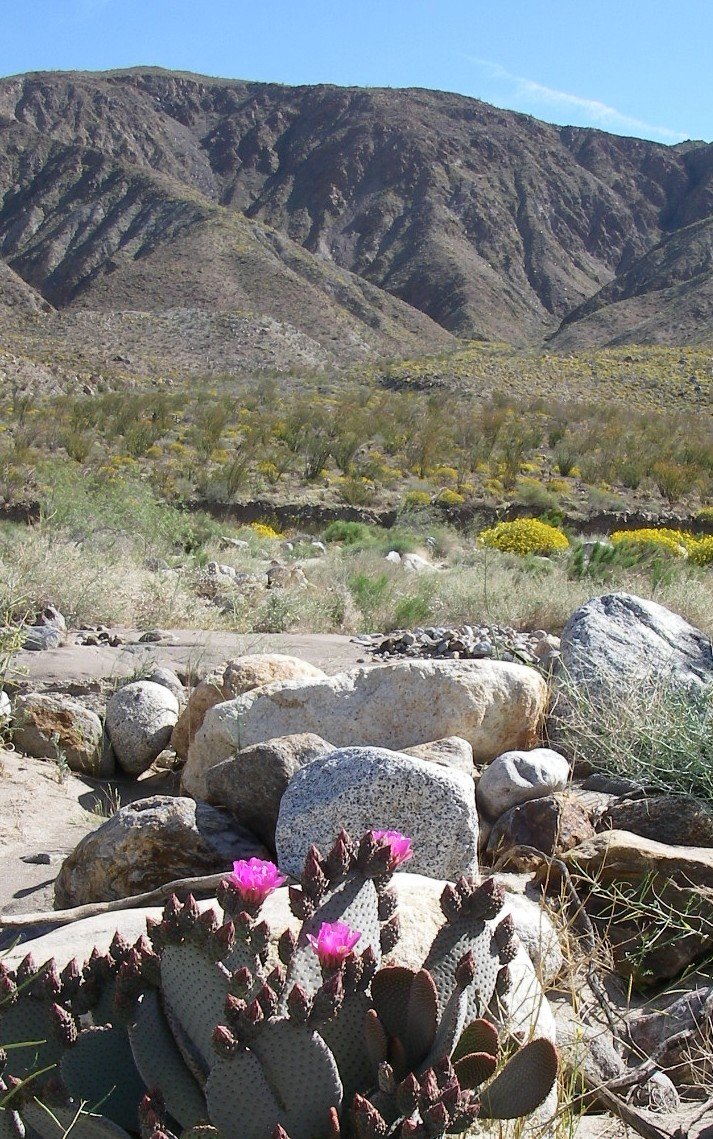 borrego100.jpg