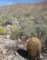 borrego104_small.jpg