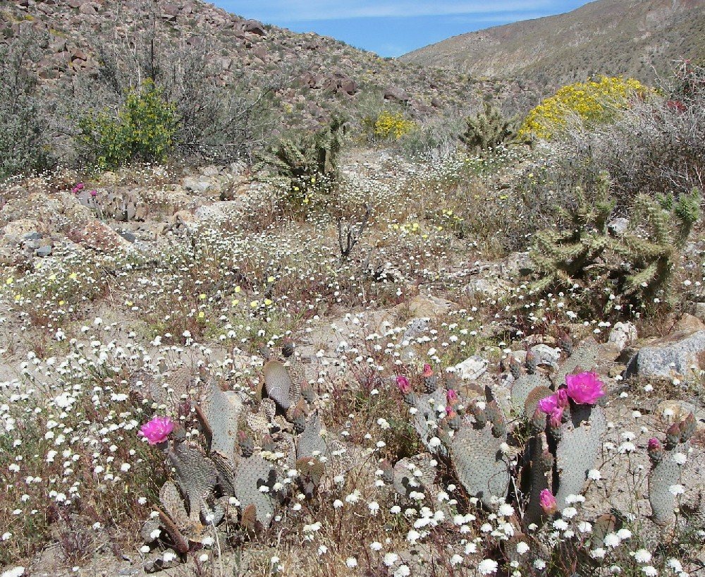 borrego106.jpg