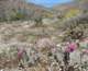 borrego106_small.jpg