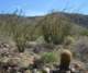borrego107_small.jpg