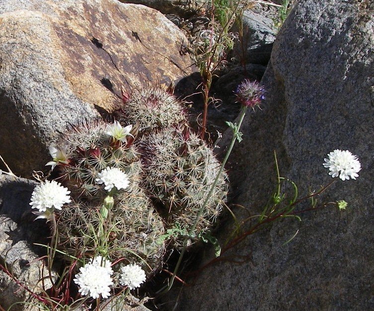 borrego108.jpg