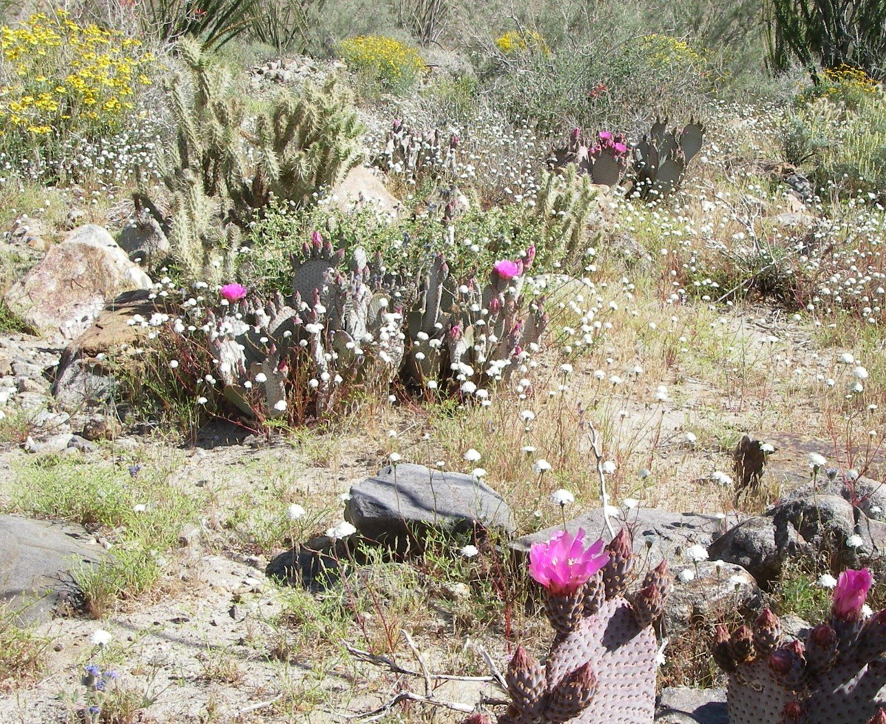 borrego110.jpg