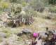 borrego110_small.jpg