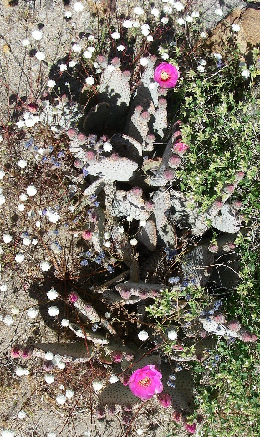 borrego111.jpg