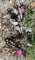 borrego111_small.jpg