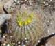 borrego112_small.jpg