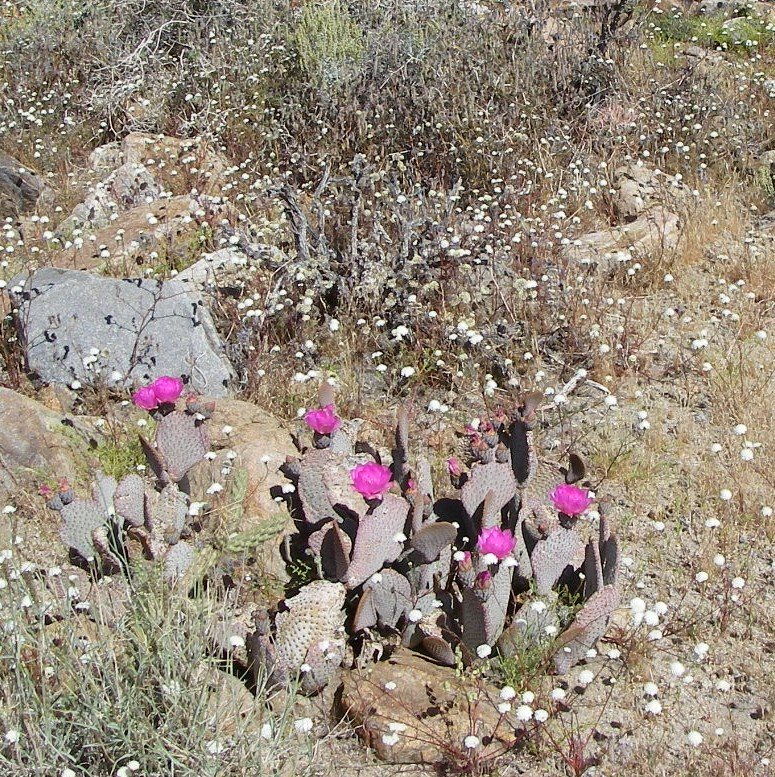 borrego113.jpg