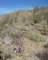 borrego114_small.jpg