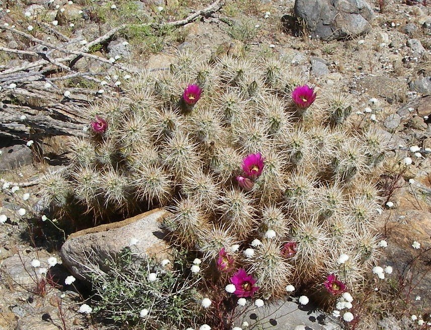 borrego115.jpg